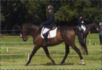 valorisation poneys et chevaux